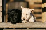 SCOTTISH TERRIER 175
